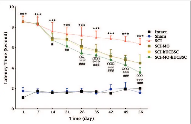 Figure 4. Effect of hUCBSC-MO treatment on sensory function after SCI. Intraperitoneal injection of MO (150 mg/kg) was started 1 day after injury and continued once a day for 14 days after injury