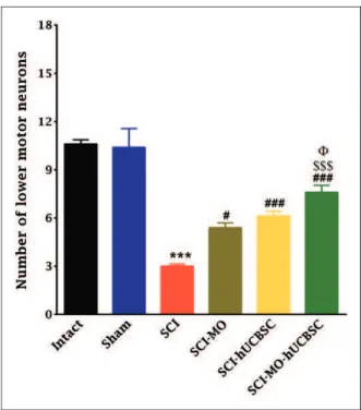 Figure 6. Effect of hUCBSC-MO treatment on cavity formation after SCI. Intraperitoneal injection of MO (150 mg/kg) was started one day after injury and continued once a day for 14 days after injury