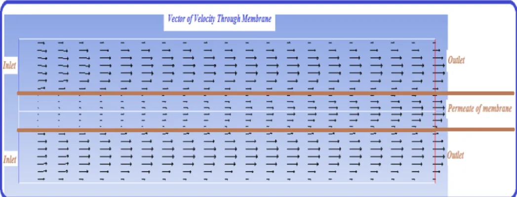Fig. 5. Contour of changes of fluid velocity profile depending on the membrane length