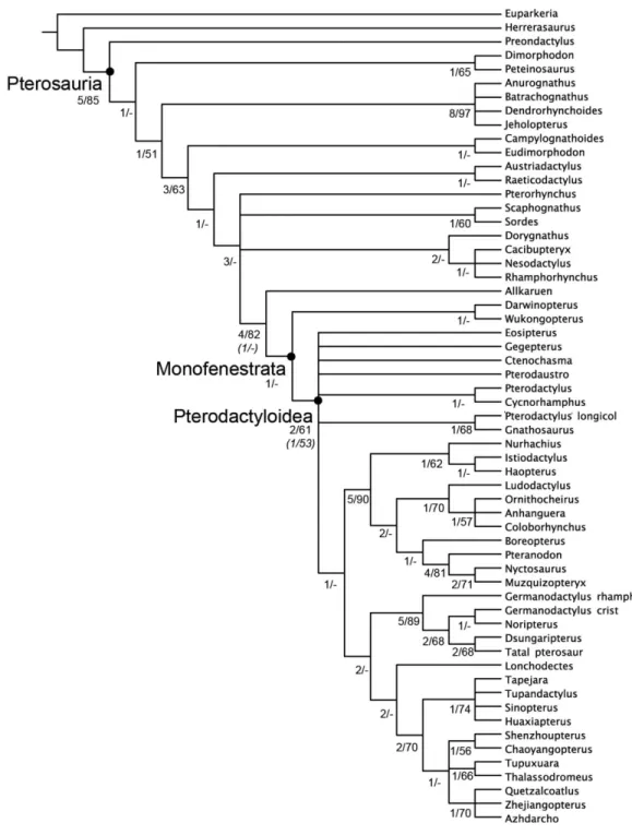 Figure 5 Strict consensus of the 360 most parsimonious trees with major nodes of Pterosauria la- la-belled