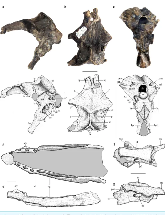 Figure 1 Selected skeletal elements of Allkaruen koi. (A–C), Holotype braincase (MPEF-PV 3613) in left lateral (A), dorsal (B) and posteroventral (C) views