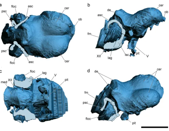Figure 2 Surface-rendered CT-based reconstructions of the cranial endocast and endosseous labyrinth of the holotype of Allkaruen koi, in dorsal (A), right lateral (B), ventral (C) and dorsolateral (D) views