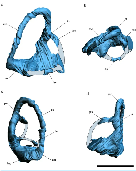 Figure 3 Inner ear anatomy. Digital reconstruction of the left inner ear of Allkaruen koi, based on the CT scan of the holotype in lateral (A), dorsal (B), anterior (C) and posteromedial (D) views