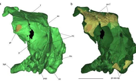 Figure 4 Volume-rendered CT-based reconstruction of the braincase of the holotype of Allkaruen koi, in left laterodorsal view
