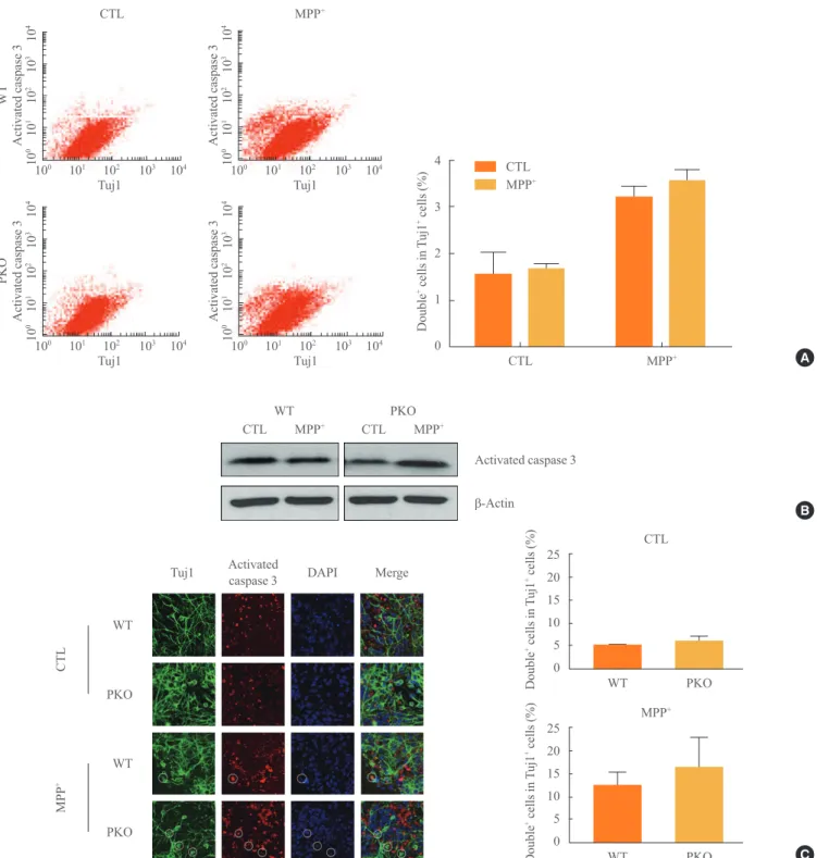 Fig. 3. Activity of caspase 3 in 1-methyl-4-phenylpyridinium (MPP + ) treated wild-type (WT) and parkin knockout (PKO) neuronal cells