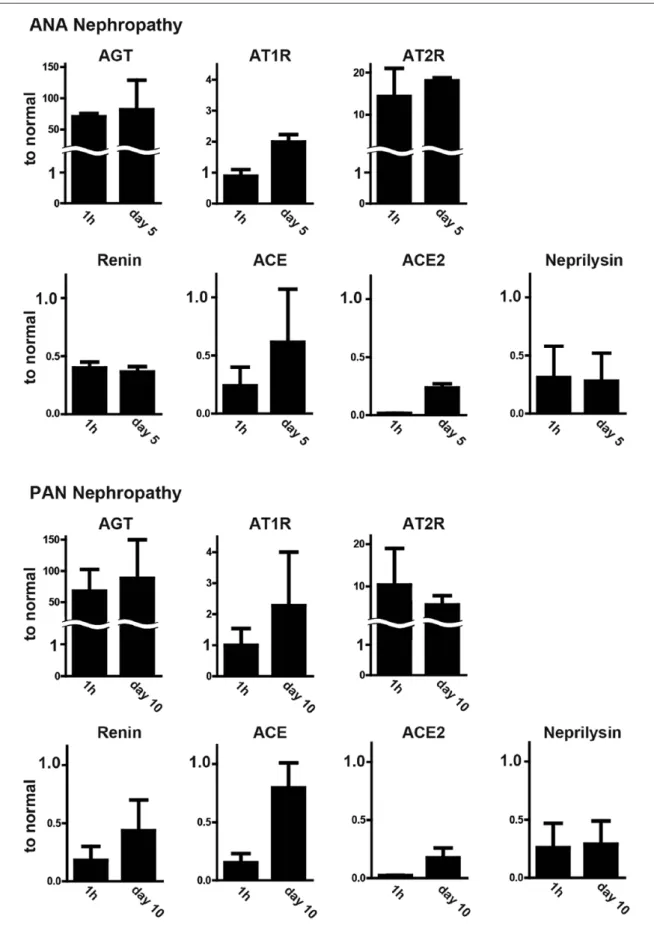 Figure 2.  Glomerular mRNA expression of RAS components in nephrotic rats.