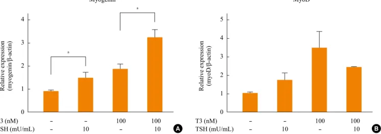 Fig. 3. Expression of muscle differentiation markers, (A) myogenin and (B) myoD, in C2C12 myotube before and after treatment with  thyroid stimulating hormone (TSH) and T3 for 24 hours at postdifferentiation day 5