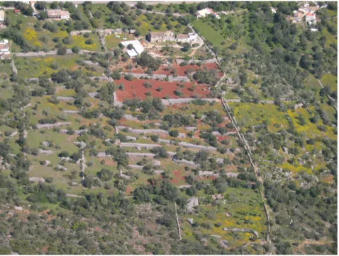 Fig. 4. Typical image of Algarve countryside. Photo by the author, 2003. 