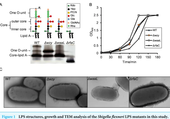 Figure 1 LPS structures, growth and TEM analysis of the Shigella flexneri LPS mutants in this study.