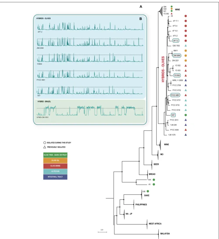 FIGURE 1 | Hybrid olive strains form a monophyletic group and have a similar genomic organization
