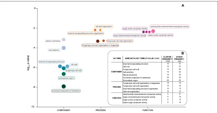 FIGURE 2 | Gene ontology of S. paradoxus genes found in hybrid strains. (A) Gene ontology terms with p-value &lt; 0.01 and organized under “Component,”