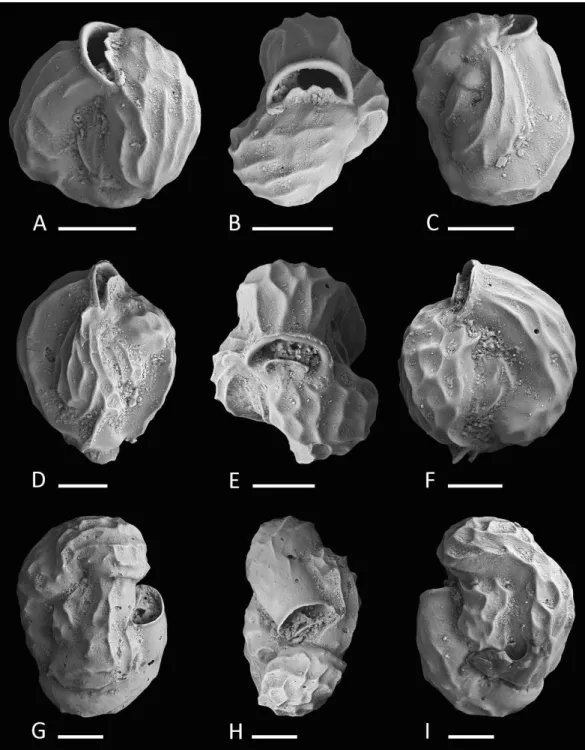 Figure 4 Holotype and paratypes of Miliolinella undina sp. nov. (A–C) Holotype: (A) oblique apertu- apertu-ral view; (B) apertuapertu-ral view; (C) lateapertu-ral view of more involute side; (D–F) a specimen with the final  cham-ber missing: (D) lateral vi