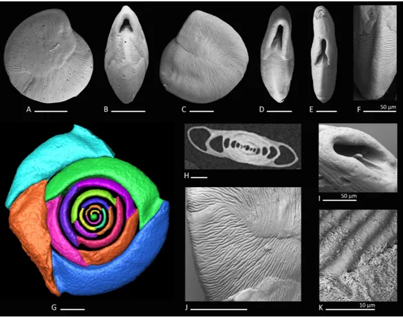 Figure 2 Holotype, paratype, CT scans and details of Dentoplanispirinella gen. nov. occulta sp