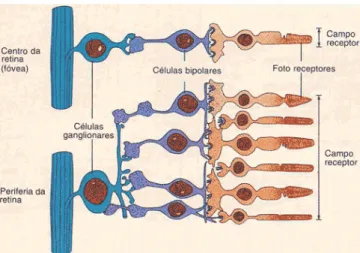 FIGURA 2 - Representação dos fotoreceptores cones e bastonetes inseridos na retina. 