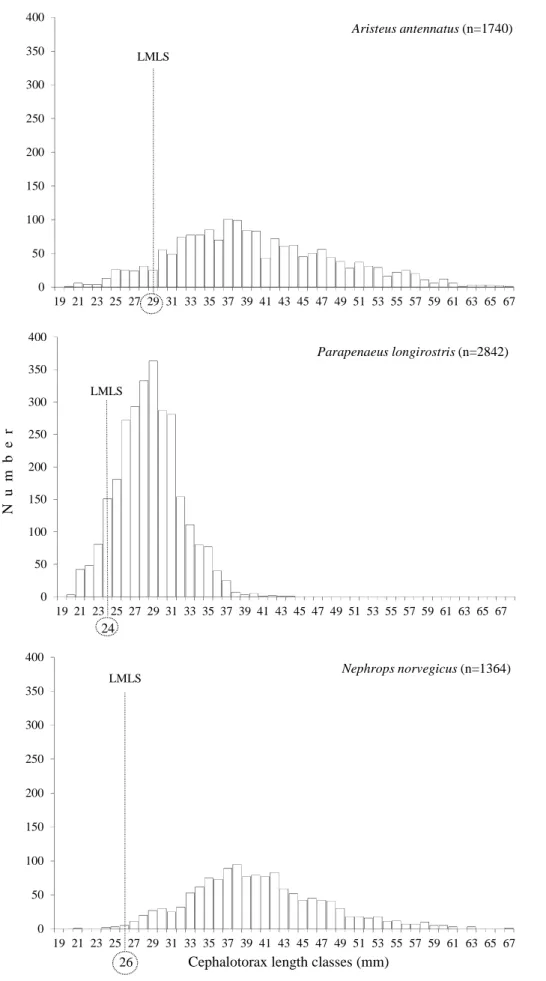 Figure 2.8 - Length frequency distribution of the crustacean trawl target species (LMLS-Legal  Minimum Landing Size)