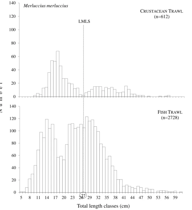 Figure  2.10  –  Length  frequency  distribution  of  the  fish  trawl  target  species  Merluccius  merluccius (European hake) (LMLS-Legal Minimum Landing Size)