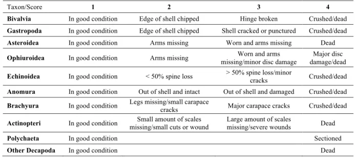 Figure  4.2.  Damage  scale  (score  2,  3  and  4)  presented  in  Spisula solida  individuals  as  an  example for the Bivalvia taxon