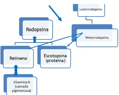 Figura  9-  Ciclo  do  retineno-rodopsina  responsável  pela  sensibilidade  à  luz  dos  bastonetes  [Adaptado da referência (10) ] .