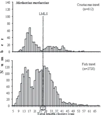 Fig. 7. – length frequency distribution of the fish trawl target spe- spe-cies  Trachurus  spp