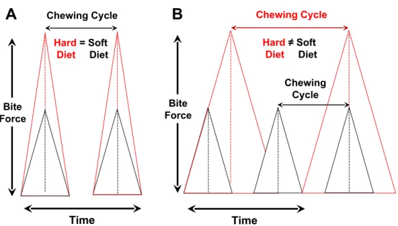 Figure 1 Relationships among bite-force magnitude, chewing cycle length and chewing frequency when the latter two parameters are the same for hard or tough vs