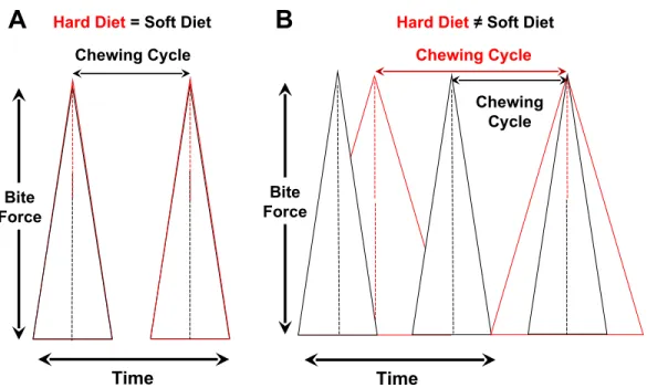 Figure 2 Controlling for variation in bite-force magnitudes, hypothesized relationships between chewing cycle length and chewing frequency when both parameters are the same for hard/tough vs
