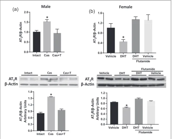 Figure 2.  Angiotensin II type-2 receptor (AT 2 R) expression in the aorta relates to androgen levels in male and female rats
