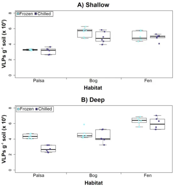Figure 3 The impact of storage conditions on viral yields for different depth soils. Samples from shal- shal-low (1–5 cm; A) or deep (36–40 cm; B) depths, and stored frozen (flash frozen and kept at − 80 ◦ C) or chilled (4 ◦ C), were counted using epifluor