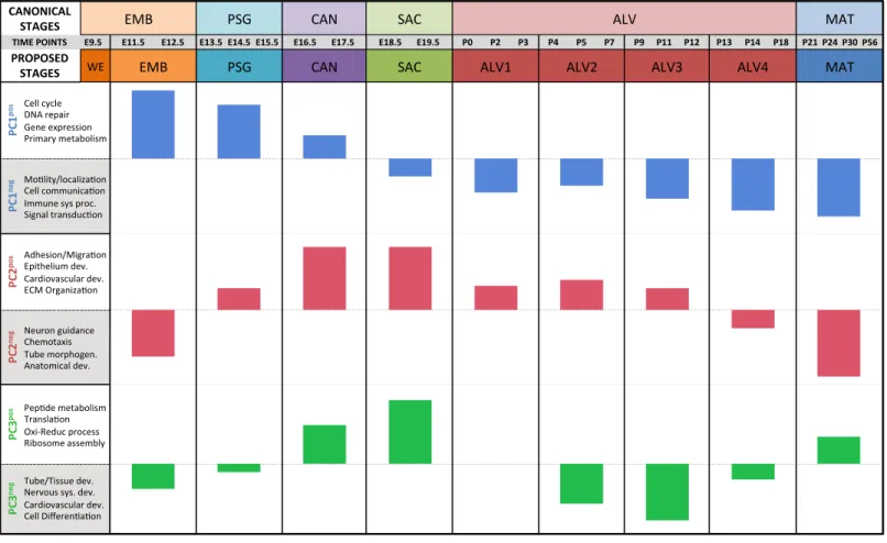Figure 4 Regression analysis supports nine molecular stages of lung development. Each set of colored bars represents the least square means of the stage effects for principal components 1–3