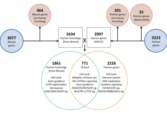 Figure 5 Comparison of mouse and human embryonic Developing Lung Characteristic Subtranscrip- Subtranscrip-tome (DLCS) gene sets