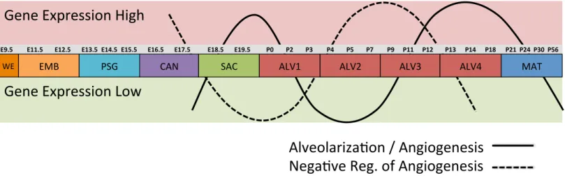 Figure 6 Post-natal expression patterns of genes associated with alveolarization and angiogenesis