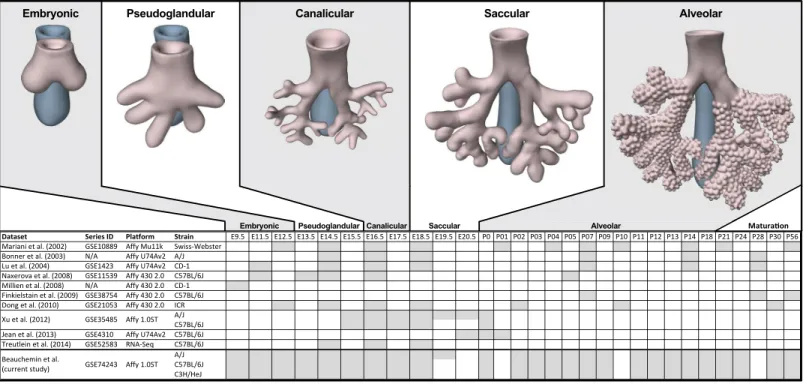 Figure 1 Comparison of mouse strains, time points, and platforms for genome wide expression profiling of murine lung development
