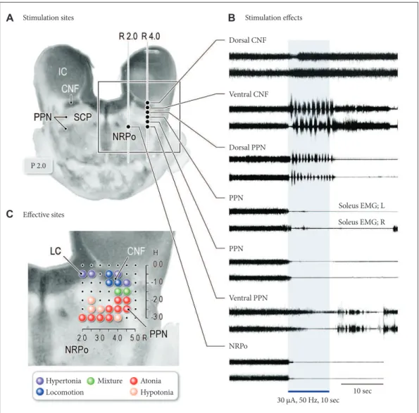 Figure 2. Effects of midbrain stimulation on posture and locomotion in decerebrate cat preparation