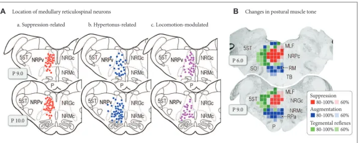 Figure 3. Functional organization of medullary reticulospinal systems in decerebrate cats