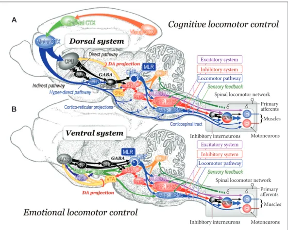 Figure 4. Neuronal mechanisms of cognitive (A) and emotional (B) control of locomotion in the cat