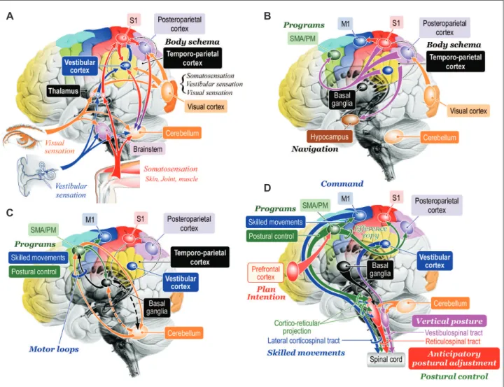 Figure 5. Hypotheses of cognitive process of posture-gait control. A: Cognition of bodily information