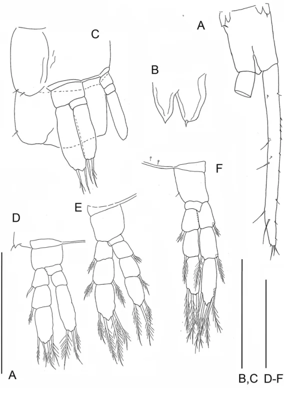 Figure 4 The remipede Speleonectes tulumensis. Specimen F. (A) limb bud on TS 23 and anal somite with caudal ramus; (B) limb bud of TS 23; (C) TS 22 and 23 with TL 22; (D) TL 21; (E) TL 20; (F) TL 19.