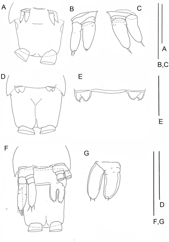 Figure 5 The remipede Speleonectes tulumensis. Specimen B: (A) TS 37 plus anal somite; (B) right TL 37; (C) left TL37
