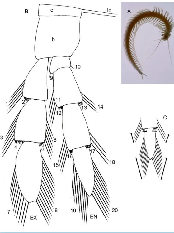 Figure 1 (A) Habitus of the remipede Speleonectes tulumensis, ventral view, scale bar 5 mm