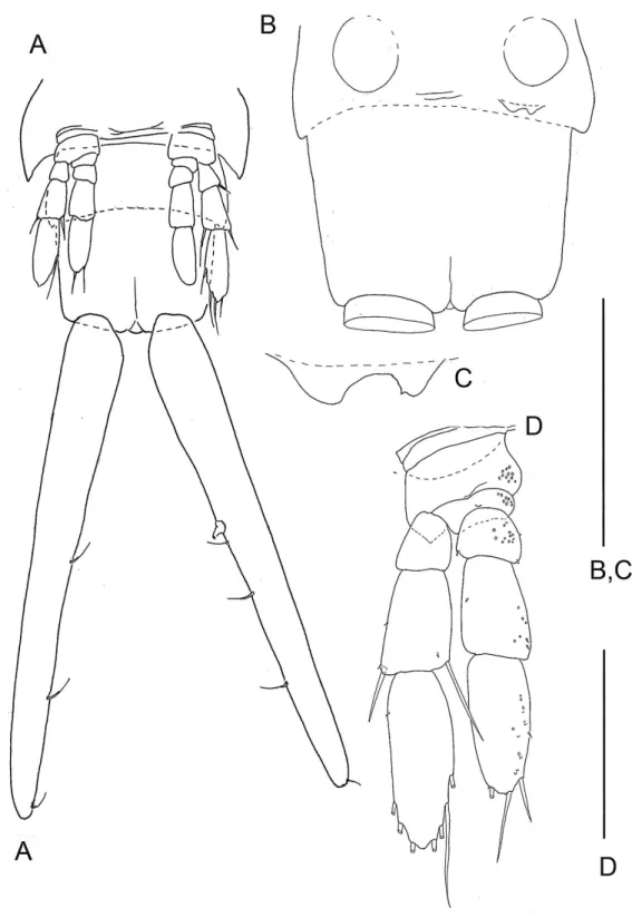 Figure 2 The remipede Speleonectes tulumensis. Specimen A. (A) Posterior trunk limbs, showing ven- ven-tral origin, anal somite and caudal ramus; (B) posterior TS 39 with left limb bud and anal somite; (C) left limb bud, right bud is absent; (D) Left TL 38