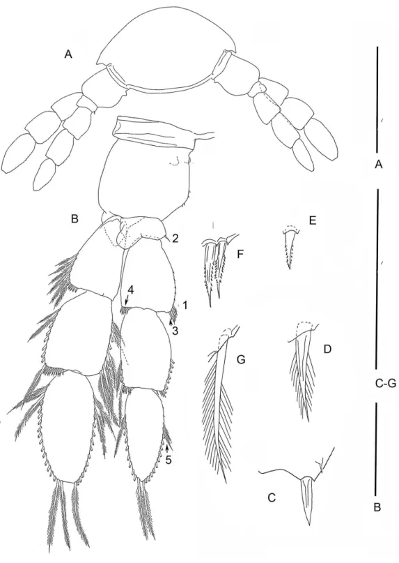 Figure 3 The remipede Speleonectes tulumensis. Specimen A. (A) TL 15, showing a ventrolateral origin of more anterior limb; (B) Right TL 15, 1–4 indicating location of setal elements of different shapes (C–G) respectively