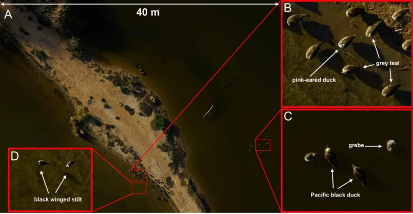 Figure 4 Examples of images taken using the Phase-1 medium format digital camera. Species that are similar in size and shape can be clearly dif- dif-ferentiated in photos taken from 60 m above the flock with an 80 mm lens (A and B)
