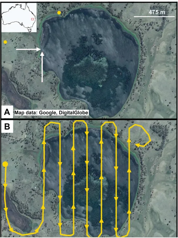 Figure 1 Little Llangothlin Lagoon, NSW, Australia. Approximately 50% of the surface is vegetated and large numbers of birds (&gt;1,000) were distributed across the lagoon
