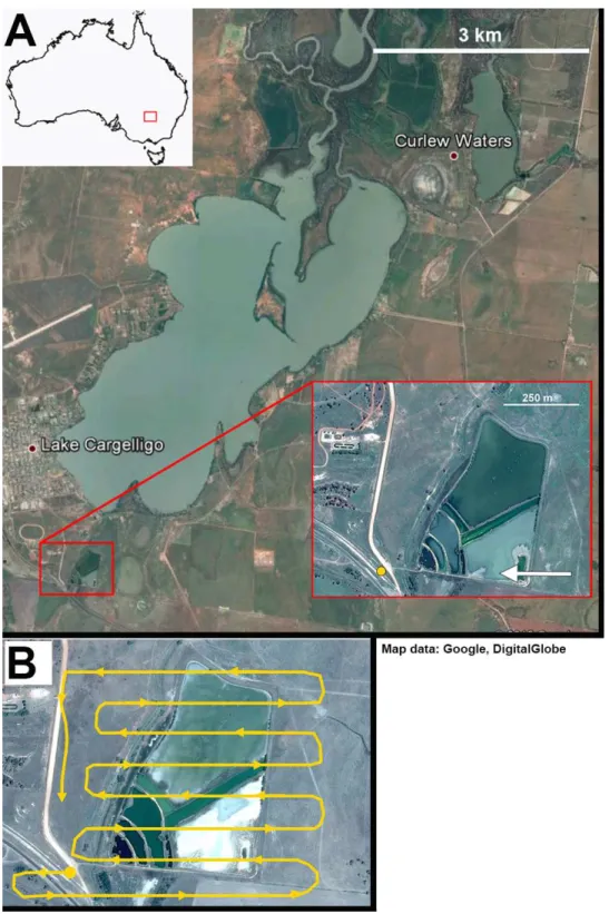 Figure 2 Lake Cargelligo, NSW, Australia. The main lake is approximately 24 km 2 and is managed to maintain water levels