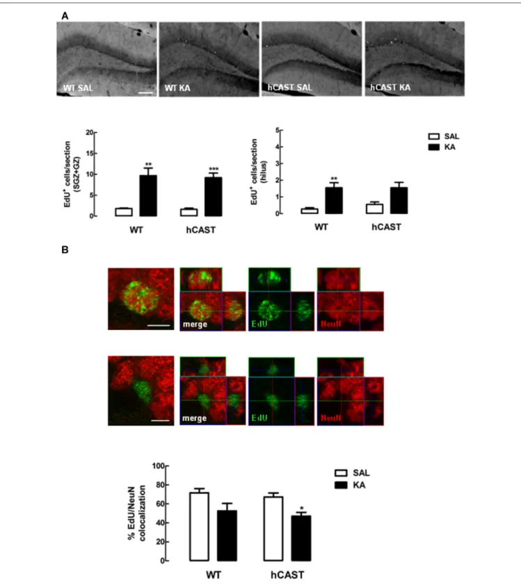 FIGURE 6 | CAST overexpression affects cell differentiation in the DG similarly to WT after KA treatment