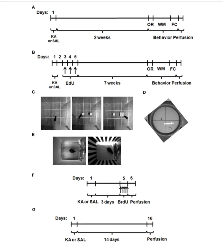 FIGURE 1 | Experimental procedures for the study of behavioral recovery and neurogenesis after kainic acid (KA) or saline (SAL) treatment