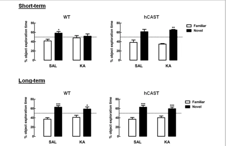 FIGURE 2 | KA-treated WT mice present short-term impairment in novel object exploration, but not KA-treated hCAST mice