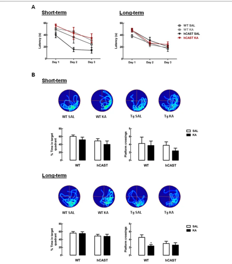 FIGURE 3 | Spatial memory for the exact platform location is impaired in KA-treated WT mice from the long-term recovery period