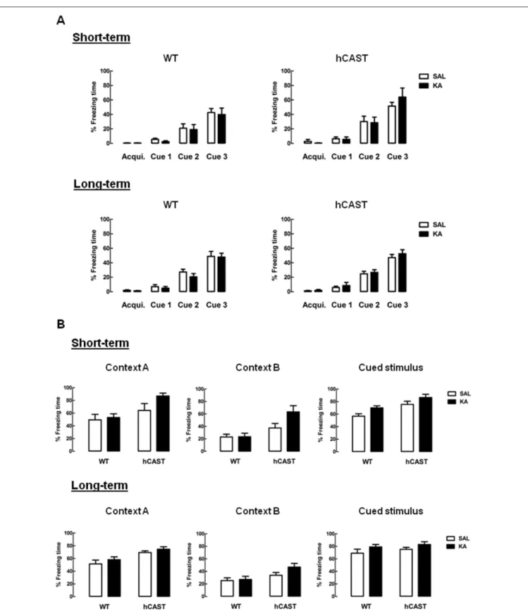 FIGURE 4 | Associative fear memory is preserved after KA treatment. WT and hCAST mice behavior was tested on the 3rd (short-term) or 8th (long-term) week after treatment with either SAL or KA