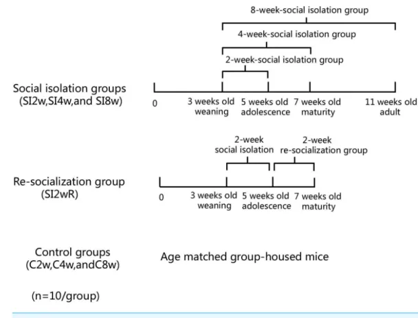 Figure 1 Treatment of divided mice groups with isolation and re-socialization. The mice were housed individually for 2, 4, and 8 weeks respectively