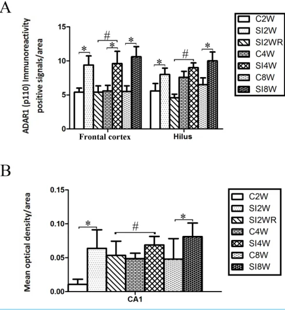 Figure 5 Increased ADAR1 (p110) immunoreactivity-positive signals in frontal cortex and hippocam- hippocam-pus of the isolated mice by statistical analysis